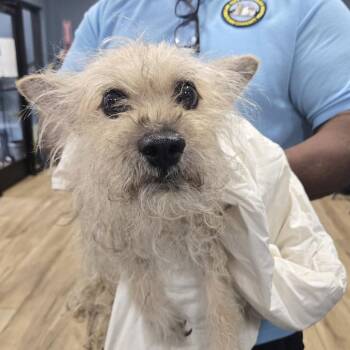 Gyronimo -  Cocker Spaniel and Jack Russell Terrier Dog for Adoption in Newark, New Jersey - Gyronimo | PetCurious
