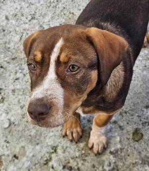 Roxy Rainbow -  Bavarian Mountain Hound Dog for Adoption in Andover, Massachusetts - Roxy Rainbow | PetCurious
