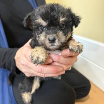 Border Terrier Dogs Available for Adoption - Bubbles | PetCurious