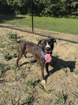 Rescue Pit Bull Terrier and Boxer Dogs for Adoption in Shepherdsville, Kentucky - Jeffrey | PetCurious