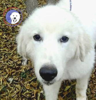 Rescue Great Pyrenees Dogs for Adoption in Spring, Texas - Indiana | PetCurious