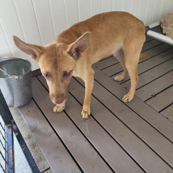 Sweetybell -  Mixed Breed Dog for Adoption in Lake Panasoffkee, Florida - Sweetybell | PetCurious