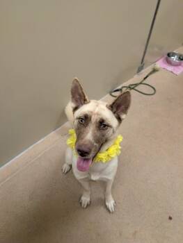 Shayna -  Husky and Mixed Breed Dog for Adoption in Fort Collins, Colorado - Shayna | PetCurious