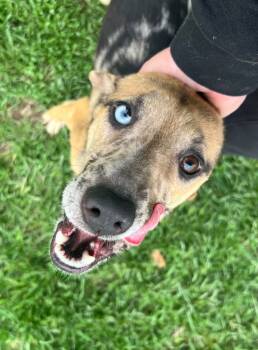 Rescue Australian Shepherd and Terrier Dogs for Adoption in Greencastle, Indiana - Sky | PetCurious