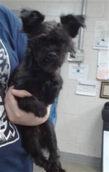 Terrier Dogs Available for Adoption in Salinas, California - RUGER | PetCurious