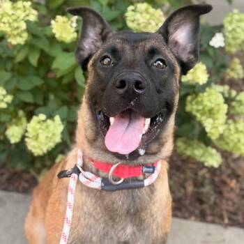 Marmalade -  Mixed Breed Dog for Adoption in Asheville, North Carolina - Marmalade | PetCurious