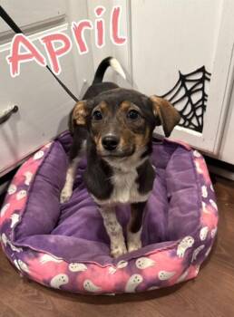 Miniature Pinscher and Border Collie Dogs Available for Adoption - April | PetCurious