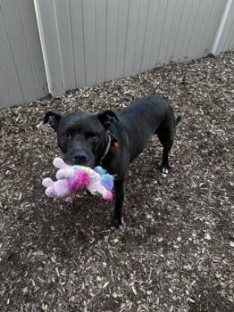 Pit Bull Terrier and Mixed Breed Dogs Available for Adoption in Westland, Michigan - Sandy | PetCurious