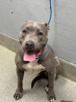 Pit Bull Terrier Dogs Available for Adoption - SOFI | PetCurious