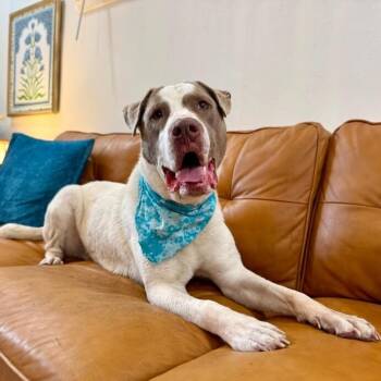 Morty Mello the Marshmallow Sweetheart -  Labrador Retriever and Pit Bull Terrier Dog for Adoption in Friendswood, Texas - Morty Mello The Marshmallow Sweetheart | PetCurious