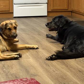 Retriever and Mixed Breed Dogs Available for Adoption - Steve | PetCurious