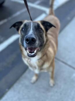 Mixed Breed Dogs Available for Adoption - Ace  | PetCurious