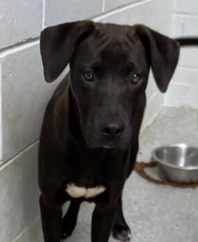 Mixed Breed Dogs Available for Adoption in New York, New York - Creek (p) | PetCurious