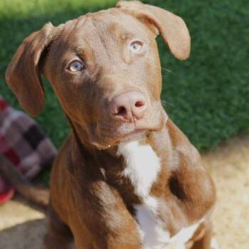 Mixed Breed Dogs Available for Adoption - Richie | PetCurious