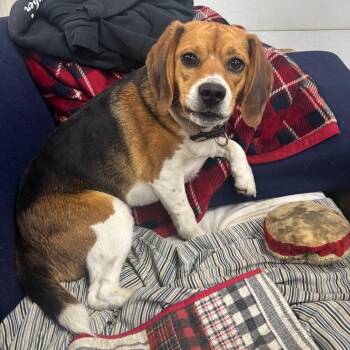 Beagle Dogs Available for Adoption in Union City, Pennsylvania - Belle | PetCurious