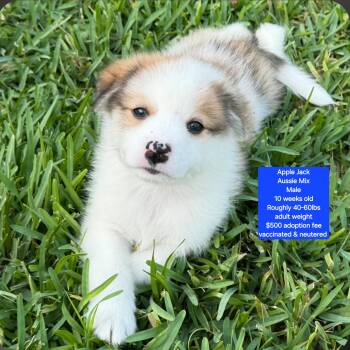 Apple Jack -  Australian Shepherd Dog for Adoption in Oviedo, Florida - Apple Jack | PetCurious