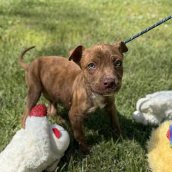 Boxer Dogs Available for Adoption in Locust Fork, Alabama - EGGIE | PetCurious