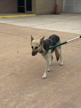 German Shepherd Dog Dogs Available for Adoption - German Shep FD | PetCurious