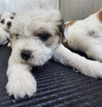TONY -  Shih Tzu Dog for Adoption in San Antonio, Texas - TONY | PetCurious
