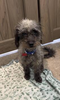 Rescue Terrier Dogs for Adoption in Thousand Oaks, California - Leasha Keys | PetCurious