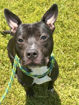 Titan -  Terrier Dog for Adoption in North Syracuse, New York - Titan | PetCurious