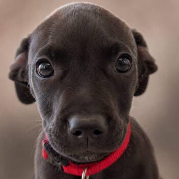 American Bully Dogs Available for Adoption in Miami, Florida - Tanjiro  | PetCurious