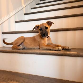Esme -  Terrier Dog for Adoption in Harlingen, Texas - Esme | PetCurious