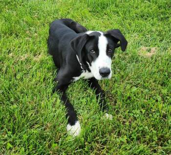 Gus -  Great Dane and German Shepherd Dog Dog for Adoption in Fairfield, Iowa - Gus | PetCurious