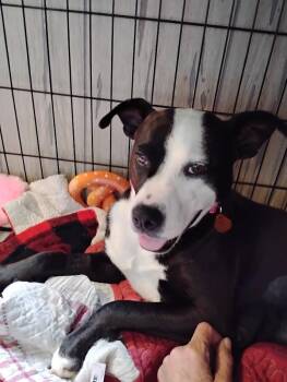 Princess Sissy -  Pit Bull Terrier and Beagle Dog Available for Adoption in Clearfield, Kentucky - Princess Sissy | PetCurious