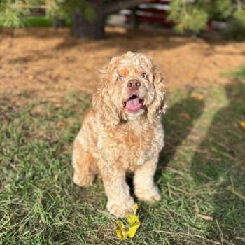 Brady--In Foster -  Cocker Spaniel Dog for Adoption in Fargo, North Dakota - Brady--In Foster | PetCurious