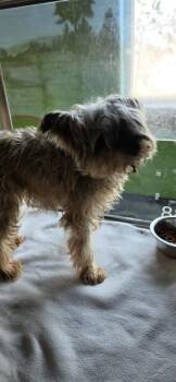 Pen 238 -  Terrier and Schnauzer Dog for Adoption in Lawrenceville, Georgia - Pen 238 | PetCurious