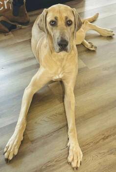 Remi -  Great Dane and Catahoula Leopard Dog Dog for Adoption in Larkspur, Colorado - Remi | PetCurious