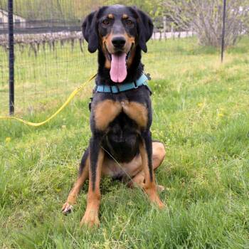 German Shorthaired Pointer and German Shepherd Dog Dogs Available for Adoption - Nikki | PetCurious