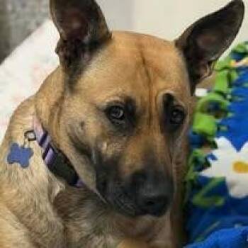 German Shepherd Dog Dogs Available for Adoption in Westland, Michigan - Nala | PetCurious