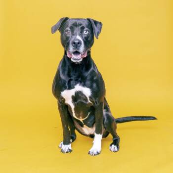 Lulu -  Mixed Breed Dog for Adoption in Franklin, Tennessee - Lulu | PetCurious