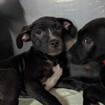 Shock -  Black Labrador Retriever Dog for Adoption in Jefferson City, Tennessee - Shock | PetCurious
