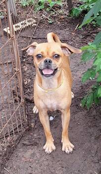 Pug and Chihuahua Dogs Available for Adoption in Missouri City, Texas - Temika MV14283-T | PetCurious