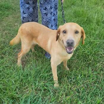 Ben -  Yellow Labrador Retriever and German Shorthaired Pointer Dog for Adoption in Bethpage, New York - Ben | PetCurious