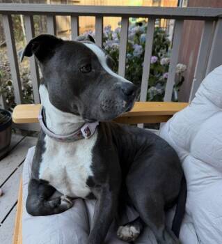 Coco -  Pit Bull Terrier Dog for Adoption in Hayward, California - Coco | PetCurious