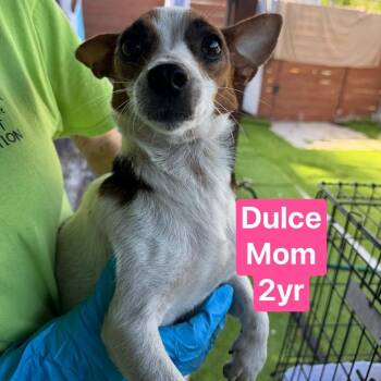 Chihuahua and Jack Russell Terrier Dogs Available for Adoption in Tampa, Florida - Dulce MOM | PetCurious