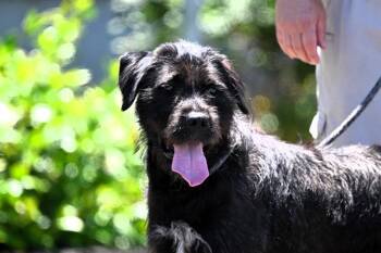 PETUNIA -  Giant Schnauzer and Mixed Breed Dog for Adoption in Santa Rosa, California - PETUNIA | PetCurious