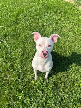 Toby -  Pit Bull Terrier Dog for Adoption in New Cumberland, West Virginia - Toby | PetCurious