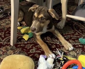 Australian Shepherd Dogs Available for Adoption in Clearwater, Florida - Hazel | PetCurious