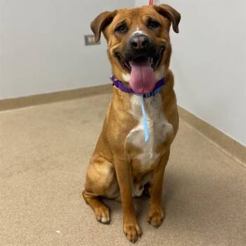 Rhodesian Ridgeback and Mixed Breed Dogs Available for Adoption - ROWDY | PetCurious