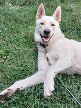 Odie -  Shepherd and German Shepherd Dog Dog for Adoption in Little Chute, Wisconsin - Odie | PetCurious
