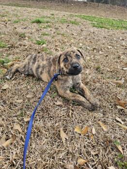 Catahoula Leopard Dog Dogs Available for Adoption - Pickles | PetCurious