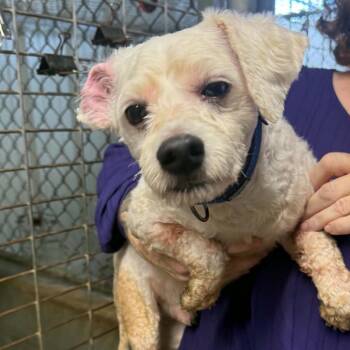 Rascal -  Miniature Poodle and Mixed Breed Dog for Adoption in Stephenville, Texas - Rascal | PetCurious