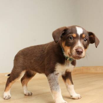 Australian Shepherd and Cattle Dog Dogs Available for Adoption - Rhonda D68135 | PetCurious
