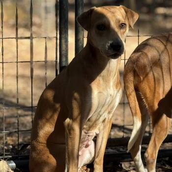 Rescue Mixed Breed Dogs for Adoption in New York, New York - Sysy | PetCurious