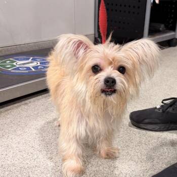 Katie -  Chihuahua and Yorkshire Terrier Dog for Adoption in Tampa, Florida - Katie | PetCurious